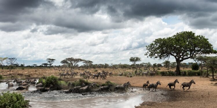 Delegación de Tanzania mostró interés en aplicar Plan Estratégico Financiero para áreas protegidas nacionales