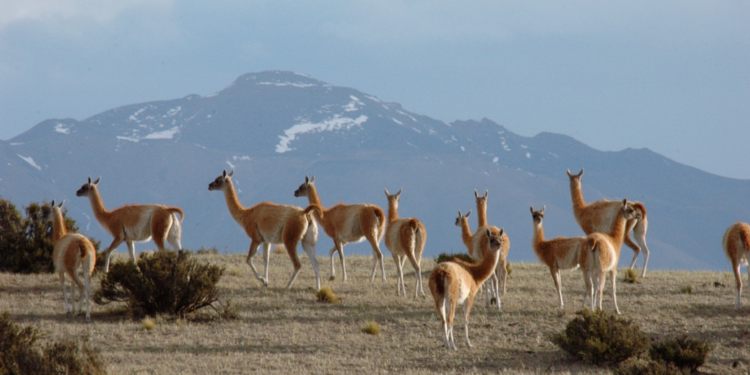 23 de agosto: Día Internacional del Guanaco y solo quedan alrededor de 260 individuos en Bolivia