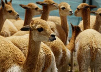 Conservación de la Vicuña: 7 Factores para un Referente Nacional de Aprovechamiento Sustentable