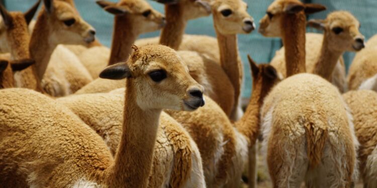 Conservación de la Vicuña: 7 Factores para un Referente Nacional de Aprovechamiento Sustentable