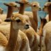 Conservación de la Vicuña: 7 Factores para un Referente Nacional de Aprovechamiento Sustentable