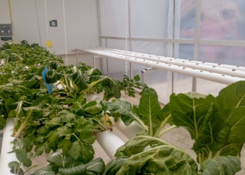 Innovador huerto es impulsado por un colectivo ambiental en unidad educativa