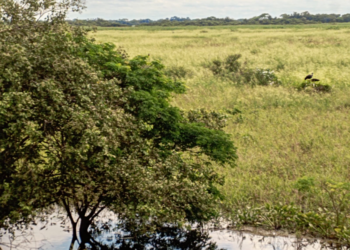 Presentan proyecto de ley para eliminar quemas y desmontes