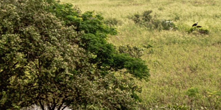 Presentan proyecto de ley para eliminar quemas y desmontes