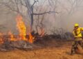 Fundación Tierra advierte: 58% de las 10,1 millones de hectáreas quemadas corresponde a bosques