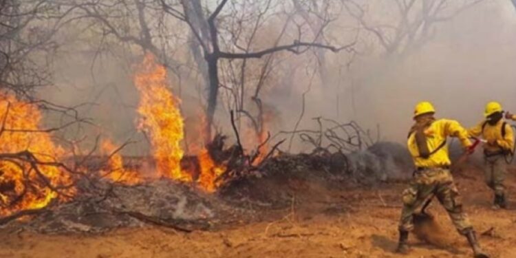 Fundación Tierra advierte: 58% de las 10,1 millones de hectáreas quemadas corresponde a bosques