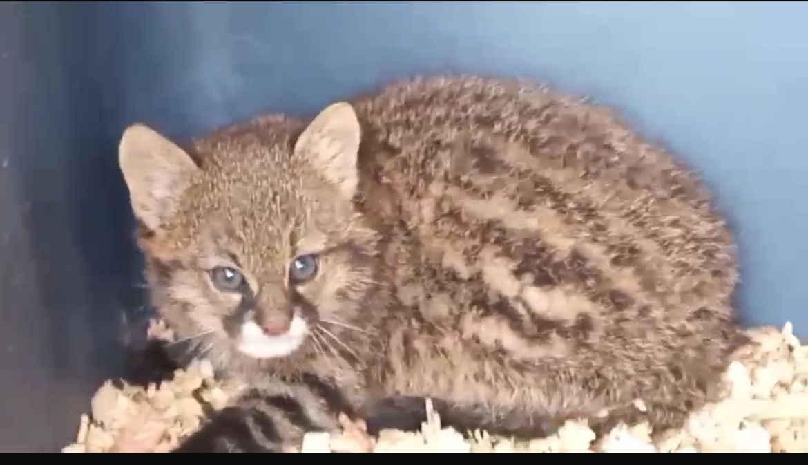 Cuarto Registro Vivo En Bolivia Del Enigm tico Leopardus Bracacctus 