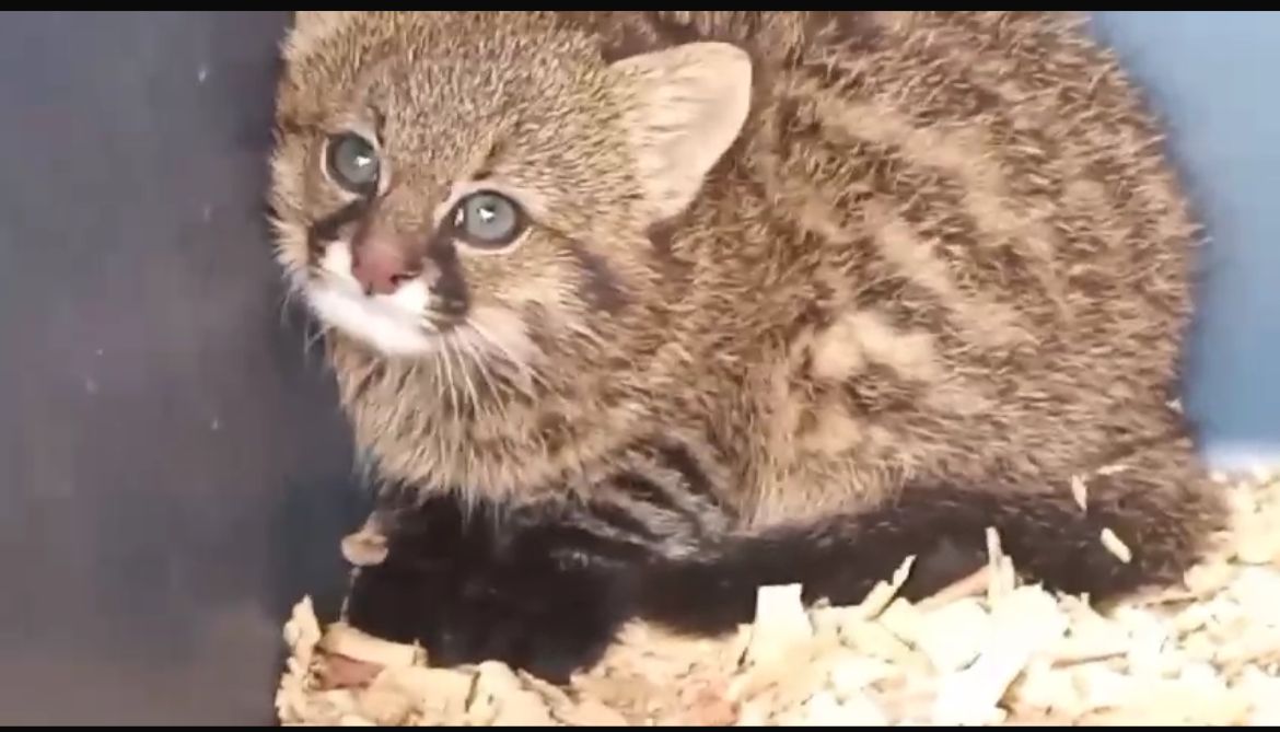 Cuarto Registro Vivo En Bolivia Del Enigm tico Leopardus Bracacctus 