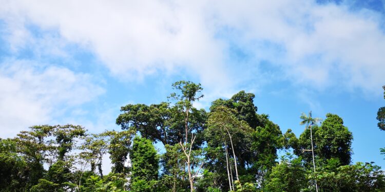 Foro propone proteger los bosques y convertirlos en impulsores del desarrollo sostenible de Bolivia