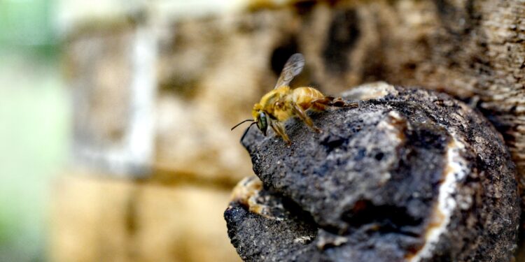Se crea la primera organización boliviana para la protección de abejas nativas