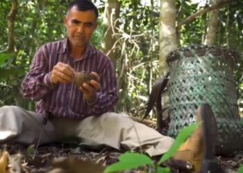 Recolección de castaña en Bolivia depende de la preservación de 87.000 km² de bosques