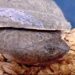 Tortuga cabeza de sapo desova en cautiverio: se conocerá su ciclo reproductivo 