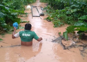 Productores del cacao silvestre claman por atención humanitaria ante pérdidas por lluvias