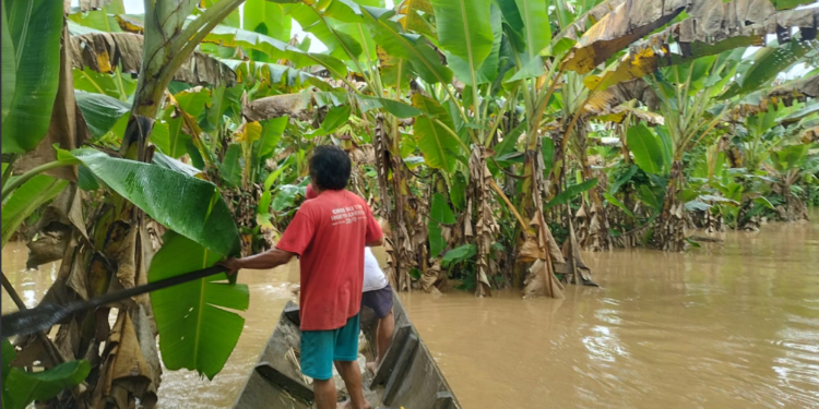 Plantaciones bajo el agua en la isla de cultivos del pueblo Esse ejjas
