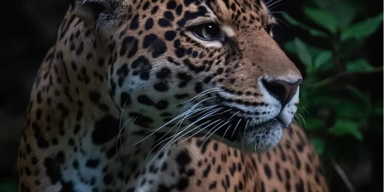 Jaguar de la Amazonía boliviana. Foto: Senda Verde