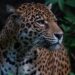 Jaguar de la Amazonía boliviana. Foto: Senda Verde