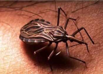 Mal de chagas: Probioma presentó el 2006 controlador biológico contra la vincucha pero el Estado no lo empleó