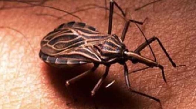 Mal de chagas: Probioma presentó el 2006 controlador biológico contra la vincucha pero el Estado no lo empleó