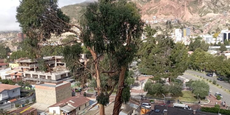 Árbol centenario de la zona de Calacoto tras su mutilación se encuentra en peligro