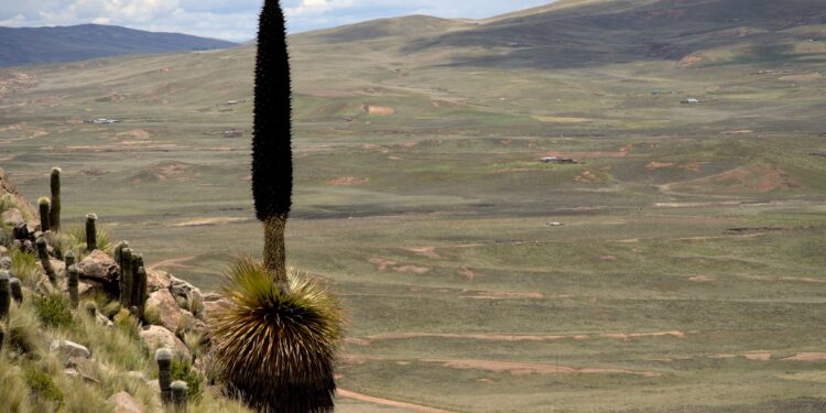 Video sobre la Puya raimondii ganó el primer lugar en concurso internacional
