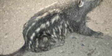 Primer registro vivo en Bolivia del “jochi con cola”