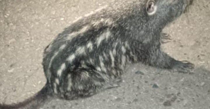 Primer registro vivo en Bolivia del “jochi con cola”