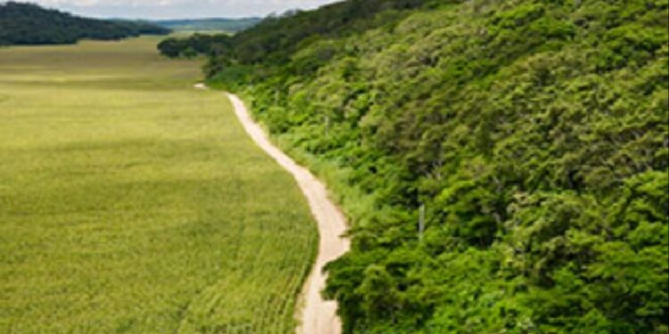 El hijo de Luis Arce provocó incendios forestales durante “pausa ecológica” en tierras que compró por $us 3.3 millones