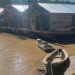 Amazonía contaminada: Ese Ejja, Tacana y Cavineño claman a la justicia boliviana detener la minería ilegal en el río Madre de Dios