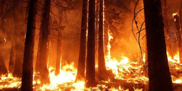 Organizaciones ambientales exigen a tribunales rechazar cese de la pausa ecológica y garantizar protección al jaguar