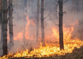 Tribunal Agroambiental admite demanda contra incendios forestales
