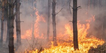Tribunal Agroambiental admite demanda contra incendios forestales