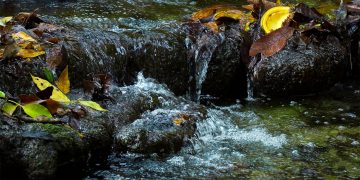 Las aves nos guían hacia la conservación de la Serranía de Sunsas: un refugio vital con 176 especies registradas