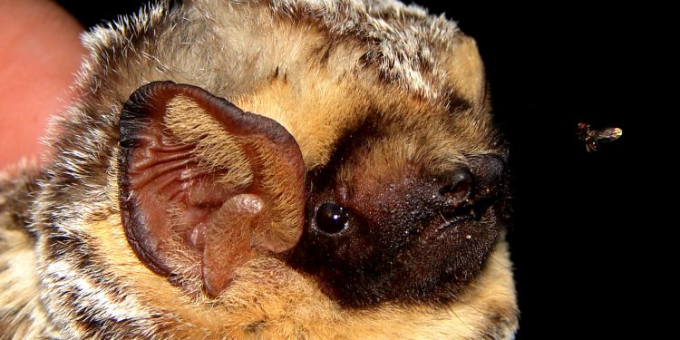 Ni diabólicos ni de mal agüero, los murciélagos, guardianes de la noche y del equilibrio natural