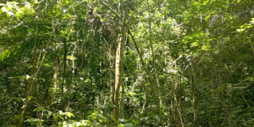 Cerca de 200 áreas protegidas subnacionales subsisten entre la conservación y las amenazas múltiples