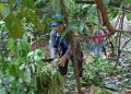 Comunidades movima esperan excelente cosecha de cacao silvestre luego de la inundación