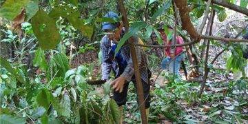 Comunidades movima esperan excelente cosecha de cacao silvestre luego de la inundación