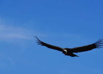 Periodistas de Tarija se forman para narrar la naturaleza: “Comunicar para conservar”