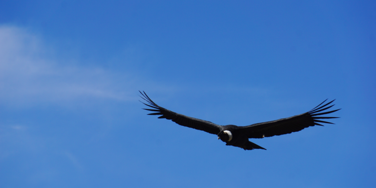 Periodistas de Tarija se forman para narrar la naturaleza: “Comunicar para conservar”