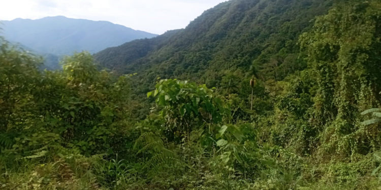 Guardaparques y defensores ambientales ven necesario el fortalecimiento de los comités de gestión de las áreas protegidas