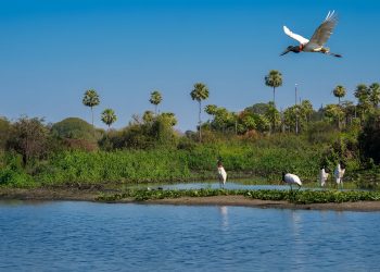 Loma Santa: La casa grande de las aves, en pleno corazón de la Amazonía boliviana