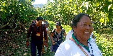 Sistemas agroforestales: alternativa económica a la minería