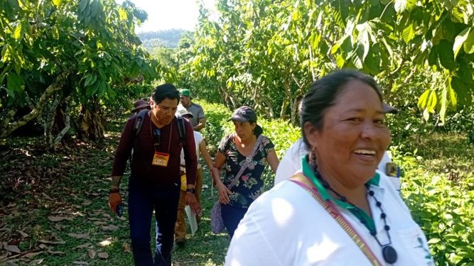 Sistemas agroforestales: alternativa económica a la minería