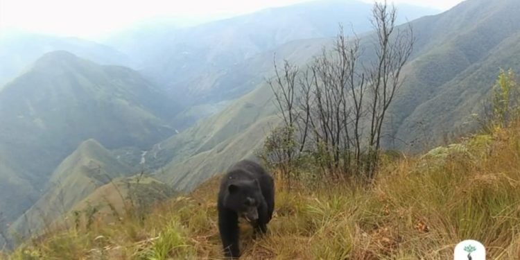 Áreas Protegidas guardianas del oso jucumari y proveedoras de agua formaron corredores ecológicos