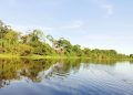 Bosques tropicales: la despensa y farmacia de los pueblos indígenas