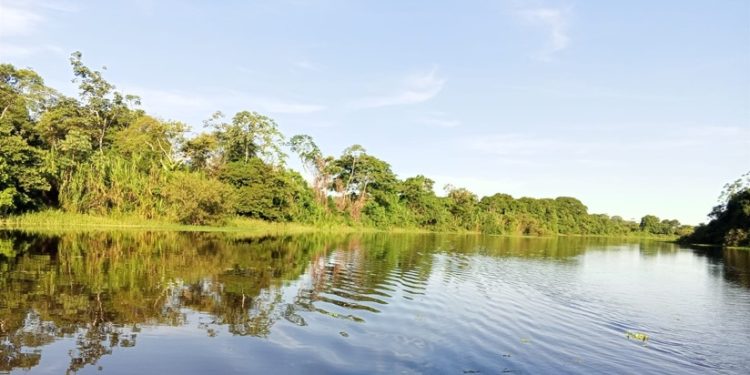 Bosques tropicales: la despensa y farmacia de los pueblos indígenas