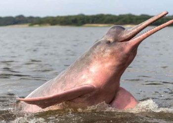 El bufeo boliviano: un tesoro de agua dulce que lucha por sobrevivir
