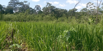Asamblea por los Bosques condena proyecto de ley que pretende acabar con la pequeña propiedad agraria