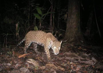 Jaguar es victimado porque presuntamente habría matado a una persona