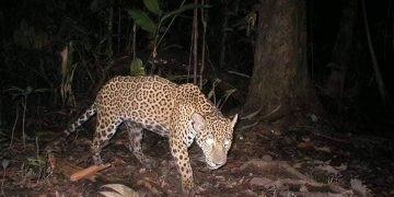Jaguar es victimado porque presuntamente habría matado a una persona