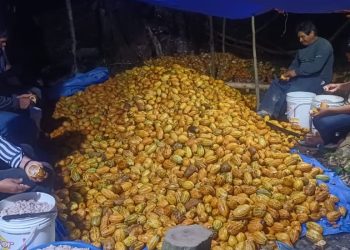 Cosecha extraordinaria de cacao silvestre en la Isla Porvenir